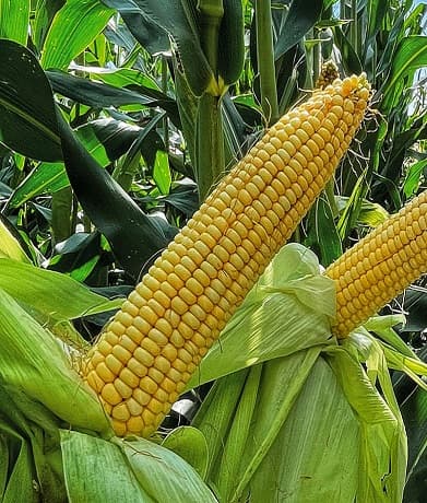 Кукурудзяний силос: Один із найпопулярніших видів сировини.