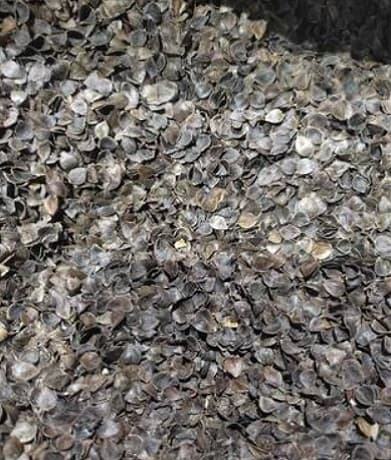 Використання подрібненої лузги гречки як біопалива