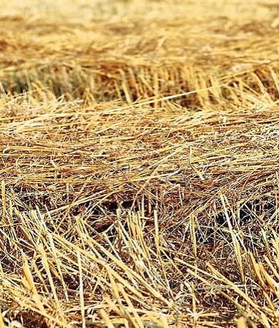 Солома як сировина для виробництва біогазу